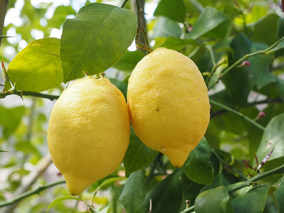 close-up photo, two, yellow, lemon fruits, lemon, limone, lemon tree, citrus × limon, citrus, fruit