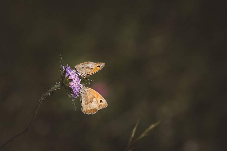 Meadow Brown, Butterfly, Flight, Insect, flight insect, animal world, animal, nature, natural lawn, meadow