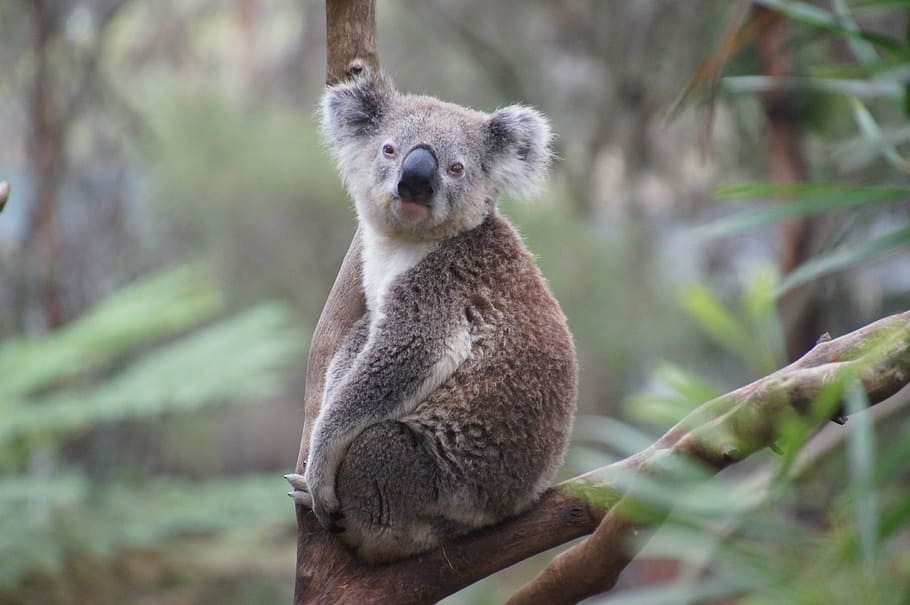 brown, white, koala, tree, australia, koala bear, lazy, rest, animal, nature conservation
