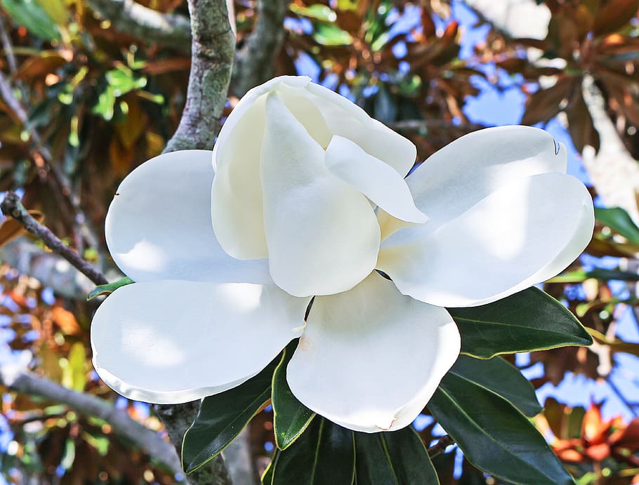 close, photography, white, magnolia flower, daytime, magnolia, flower, tree, white flower, florida vegetation