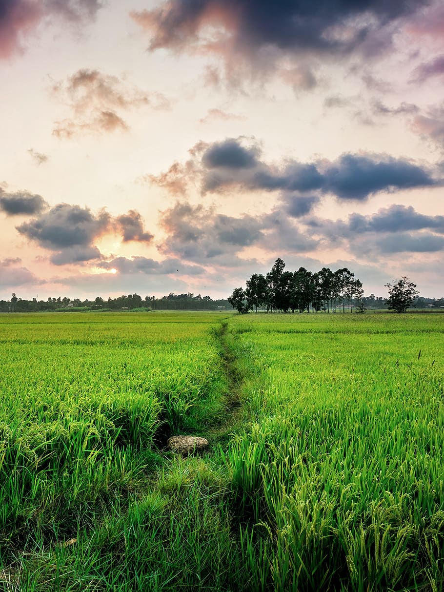 nature, green, crops, paddy, bangladesh, landscape, plant, field, sky, land