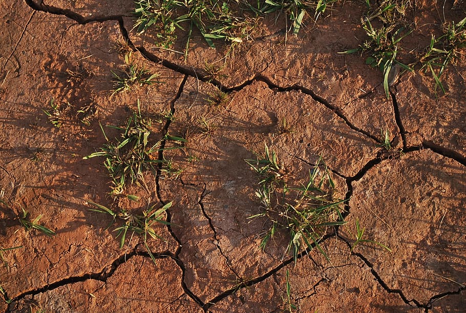 green, grass, brown, dirt, soil, land, dry, cracked, drought, tree