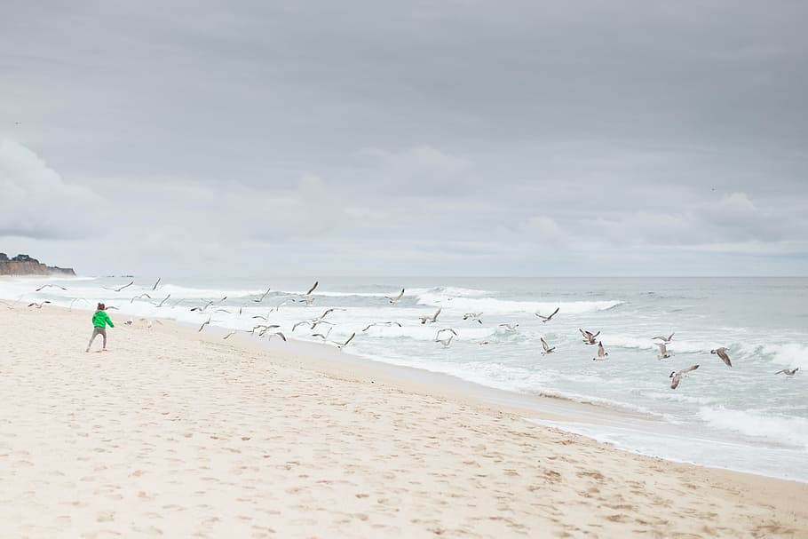 flock, seagulls, flying, seashore, person, green, sweater, standing, daytime, sea