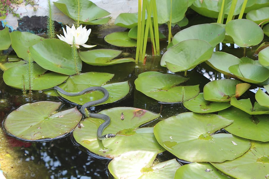 Трава Змея, Садовый пруд, змея, зеленый цвет, лист, вода, свежесть, отражение, плавание на воде, часть растения