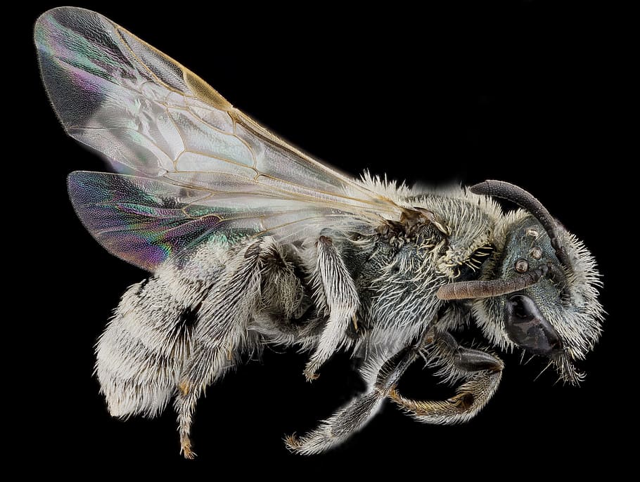 closeup, gray, hornet, sweat bee, pollen, macro, insect, wildlife, nature, wings