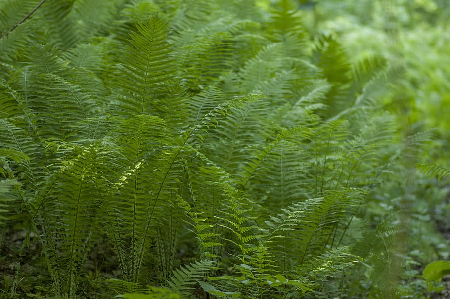 fern, leaf, flora, nature, frond, plant, green color, growth, tree, coniferous tree