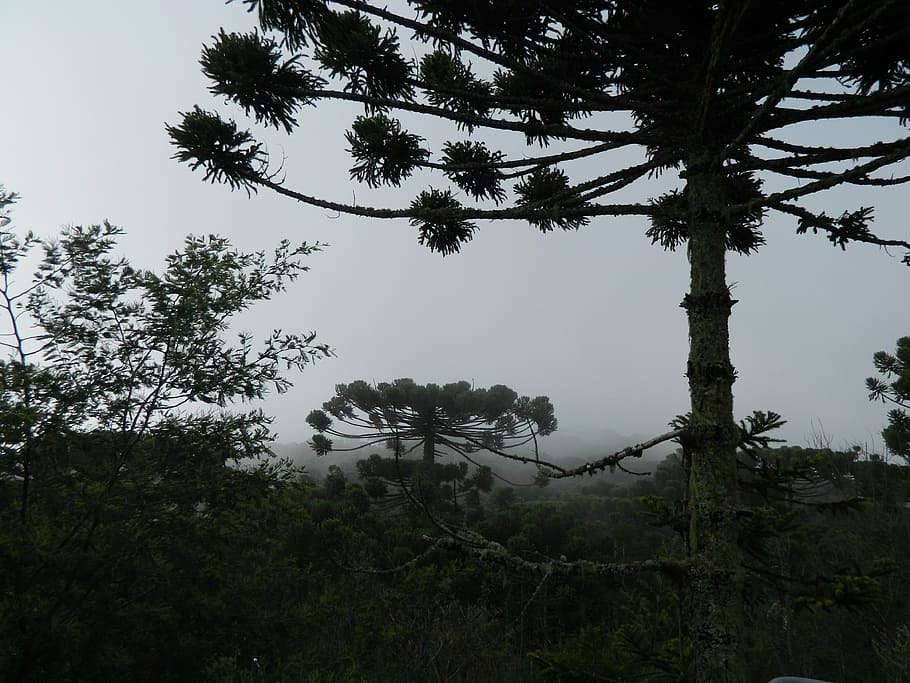 araucaria, pinheiro, tree, nature, forest, plant, growth, tranquility, beauty in nature, sky