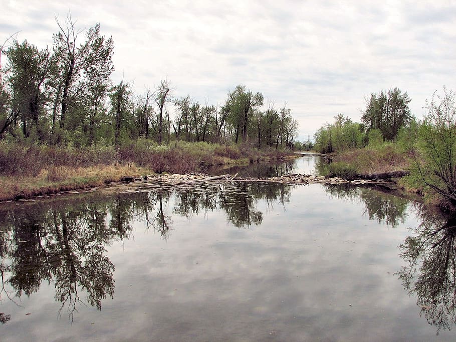 beaver dam, alberta, canada, river system, tree, water, reflection, sky, plant, cloud - sky