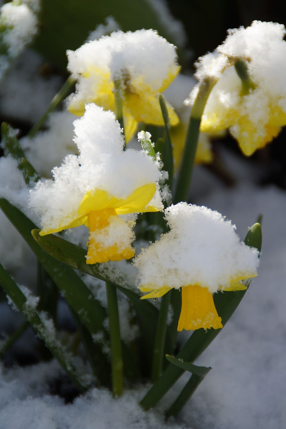 Narcisos, nevado, nieve, osterglocken, explosión de invierno, abril, amarillo, primavera, flor, floración