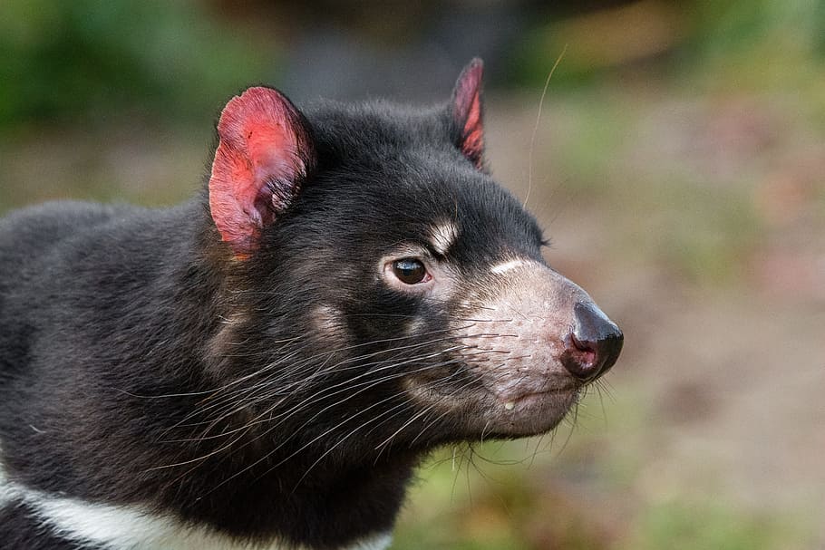 Demonio de Tasmania, roedor, macro, fotografía, animal, temas de animales, un animal, mamífero, foco en primer plano, vertebrado