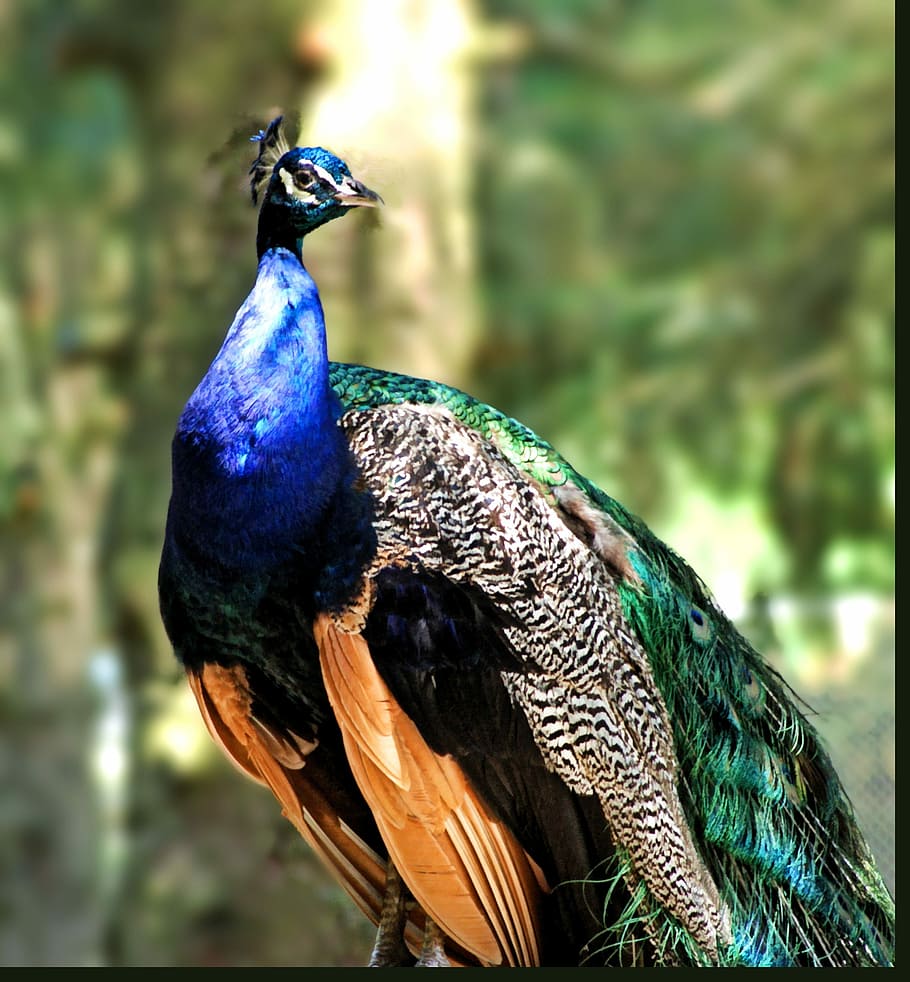 Peacock, Peafowl, Bird, Colorful, Colors, detail, feather, brazilian, head, one animal