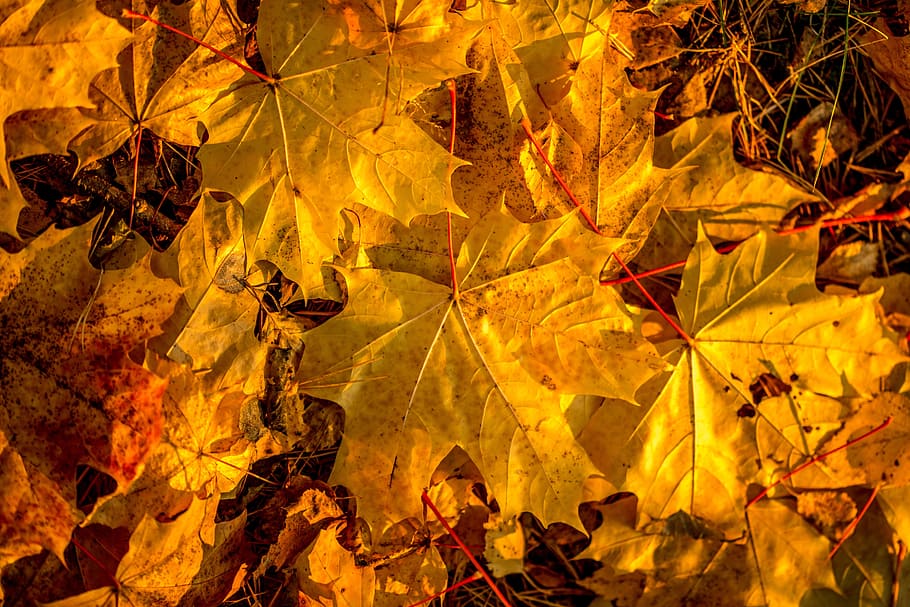hojas, tierra, otoño, arce, colores de otoño, follaje, estado de ánimo de otoño, hojas de otoño, caído, paisaje de otoño