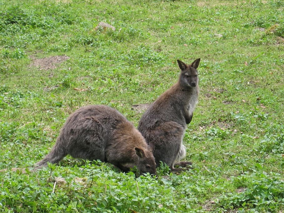 Kanguru, Wallaby, Wallabies, Australia, hewan berkantung, mamalia, kebun binatang, rumput, tema hewan, dua hewan