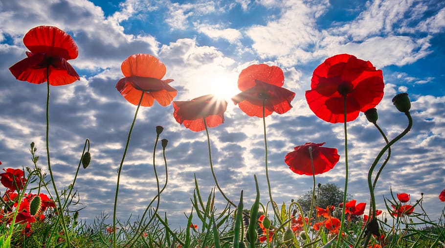 poppies, field, yorkshire, sun rays, summer, god rays, remembrance day summer field, red, poppy, moody sky