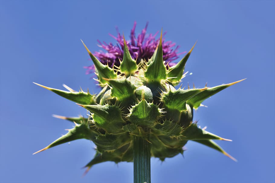 thistle, common donkey thistle, cancer thistle, wool thistle, convulsive thistle, prickly, blossom, bloom, flower, flora
