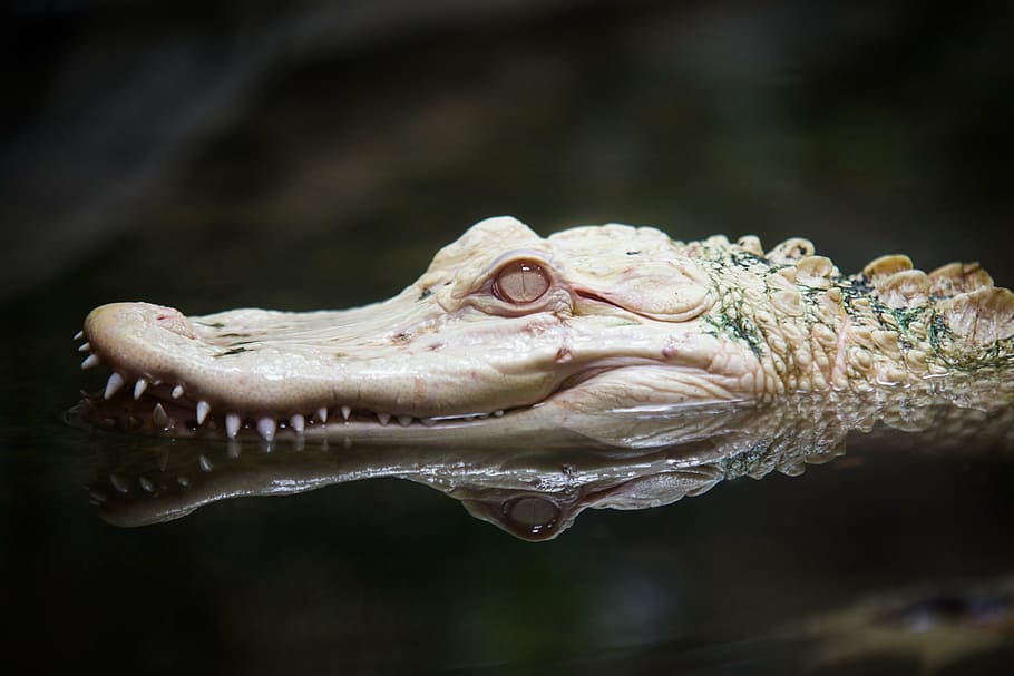 albino crocodile, albino, alligator, zoo, reptile, white, animal, nature, crocodile, water