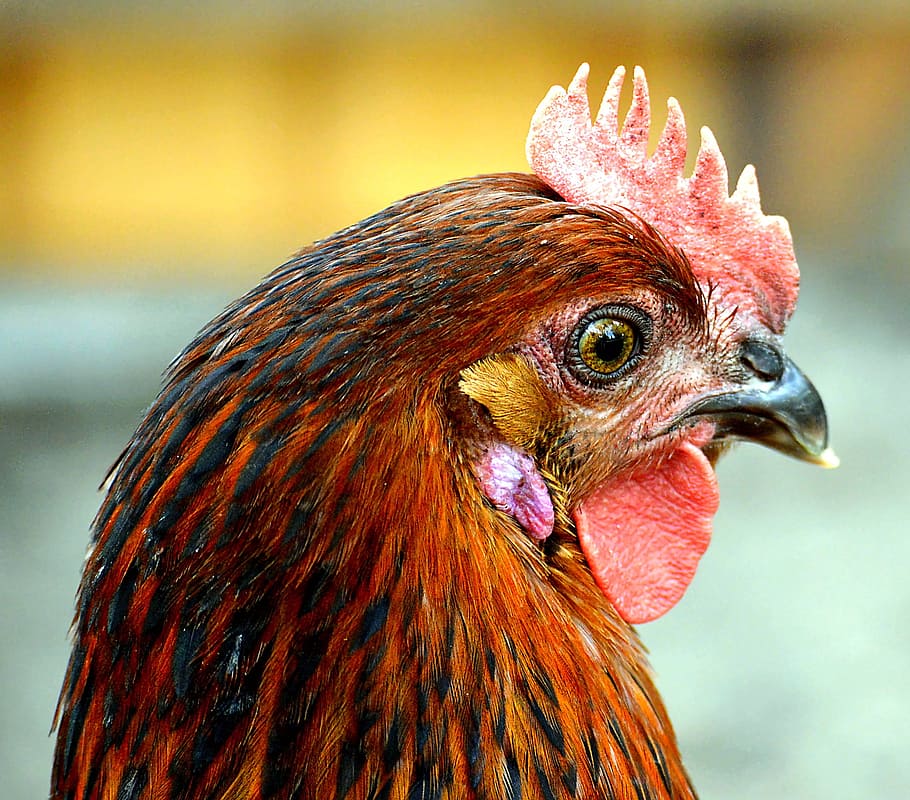 close-up photography, red, rooster, face, red and black, black hen, chicken, comb, running, bird