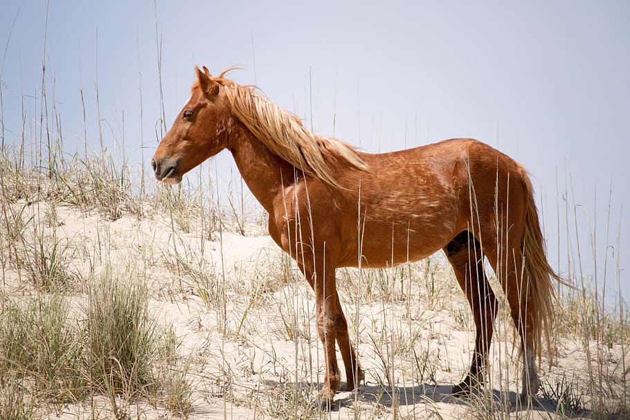 brown, horse, desert, clear, sky, daytime, wild spanish mustang, animal, wild horse, stallion