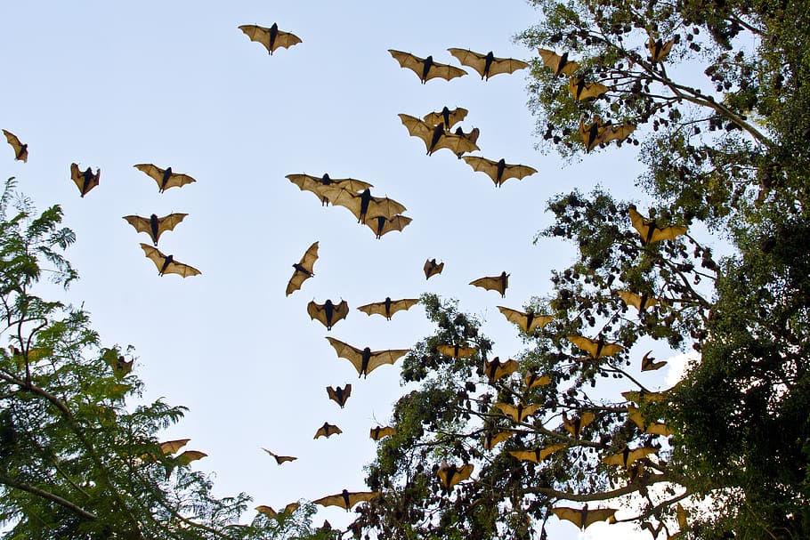 murciélagos, zorros voladores, murciélagos frutales, australia, vida silvestre, naturaleza, vista de ángulo bajo, volador, vertebrado, temas de animales