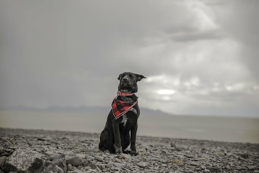 dog, sitting, rocks, outdoor, travel, highland, black, animal, pet, pets