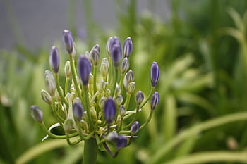 Fotos Agapanthus libres de regalías | Pxfuel