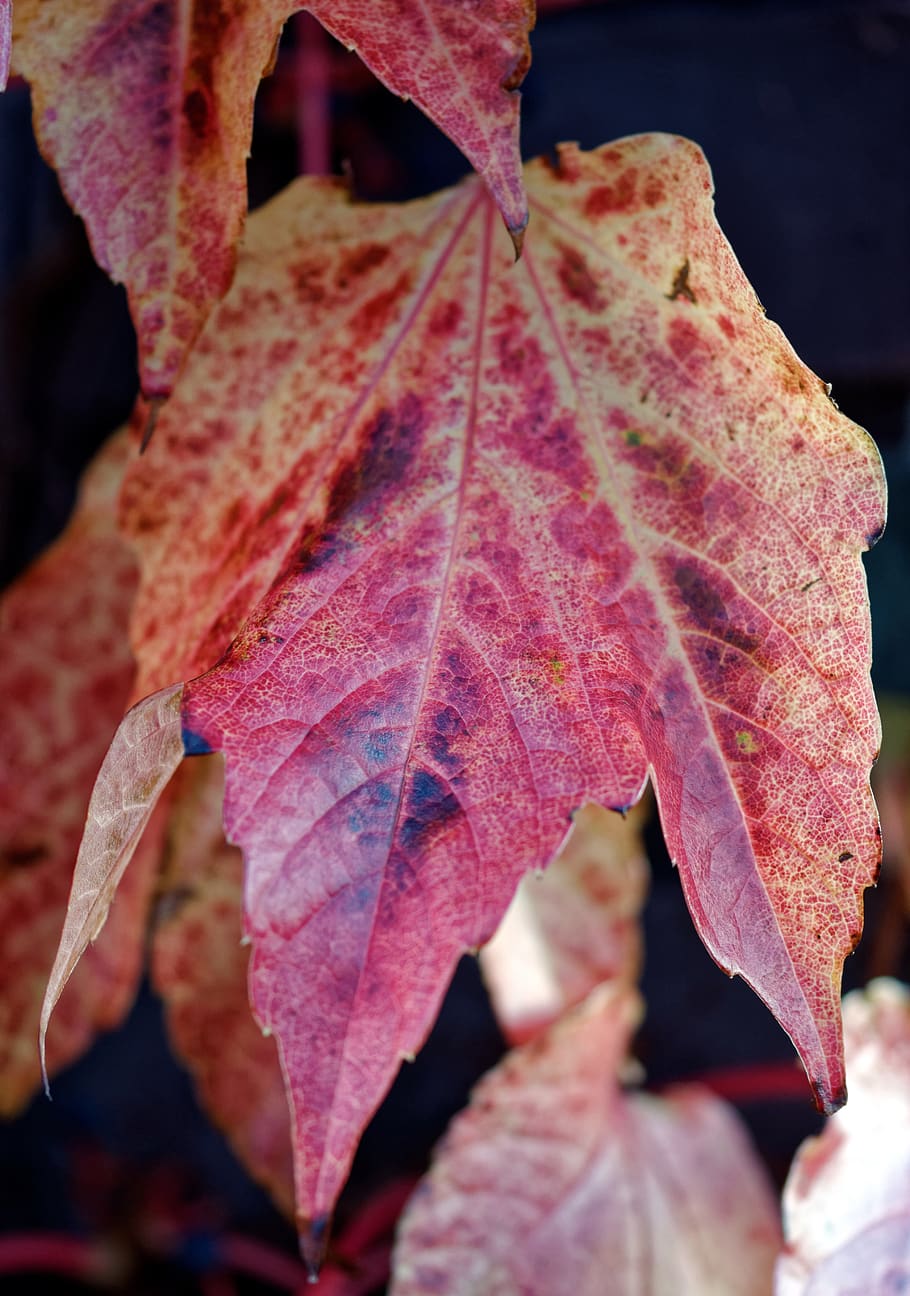 Leaf rust фото 85