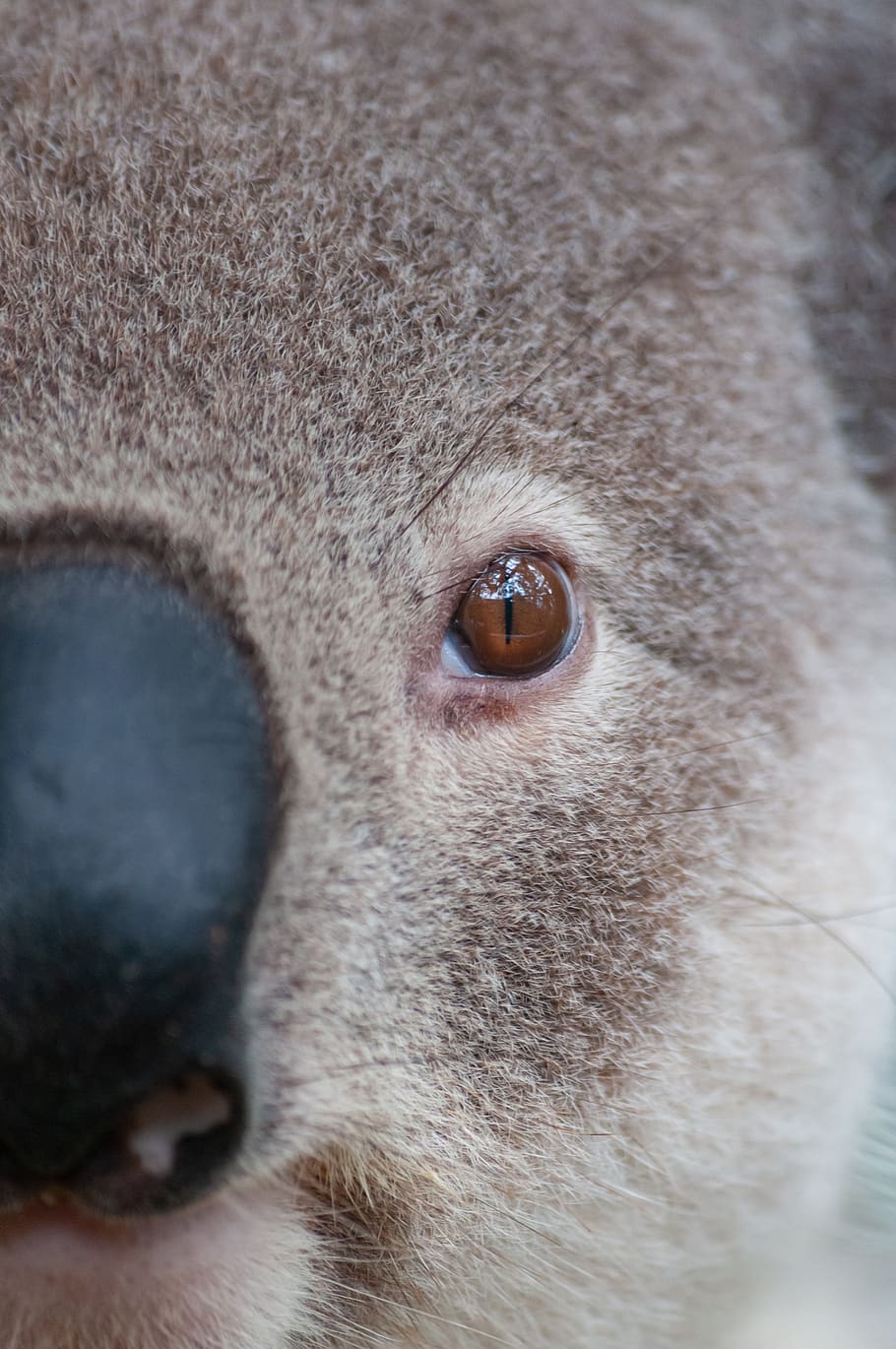australia, hewan, koala, alam, lucu, pohon, bulu, abu abu, makhluk, Foto-foto gratis