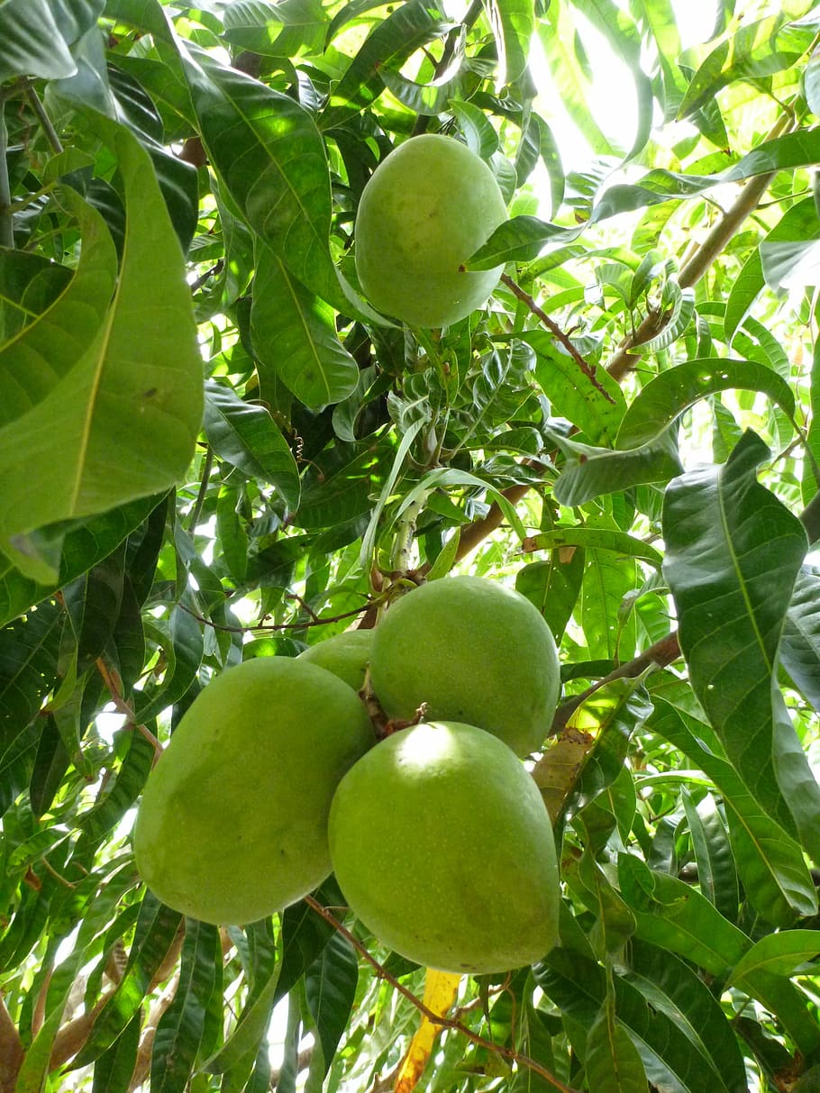 Mango, verde, árbol, inmaduro, fruta, frisch, del árbol, árbol de mango, comida y bebida, color verde