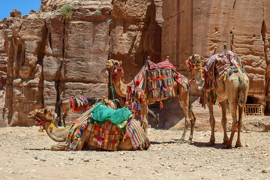 camels, donkeys, transportation, desert, canyon, tourism, al siq canyon, petra, jordan, domestic animals