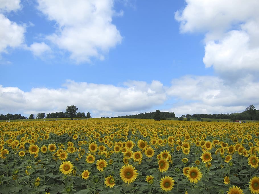 amarelo, campo de flores de girassol, nublado, céu, dia, girassol, flor, campo, girassóis, florescendo
