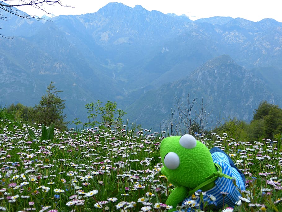 plush, toy, flowers, Kermit, Frog, Outlook, Mountains, Enjoy, meadow, daisy