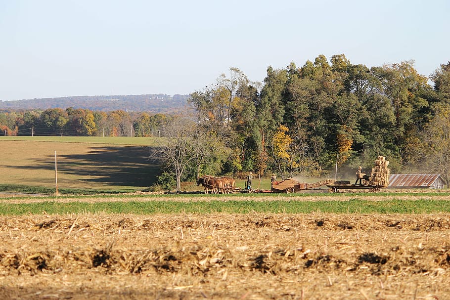 amish, pennsylvania, farm, rural, county, lancaster, horse, landscape, field, animal