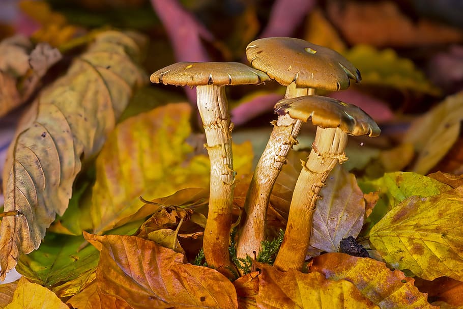 macro photograph, mushrooms, mushroom, mushroom group, fall foliage, forest mushroom, agaric, autumn, leaves, fungus
