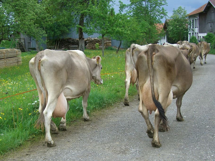 cow, dairy cows, udder, impact fully, way home, cattle, milk cow, beef, brown cows, milk
