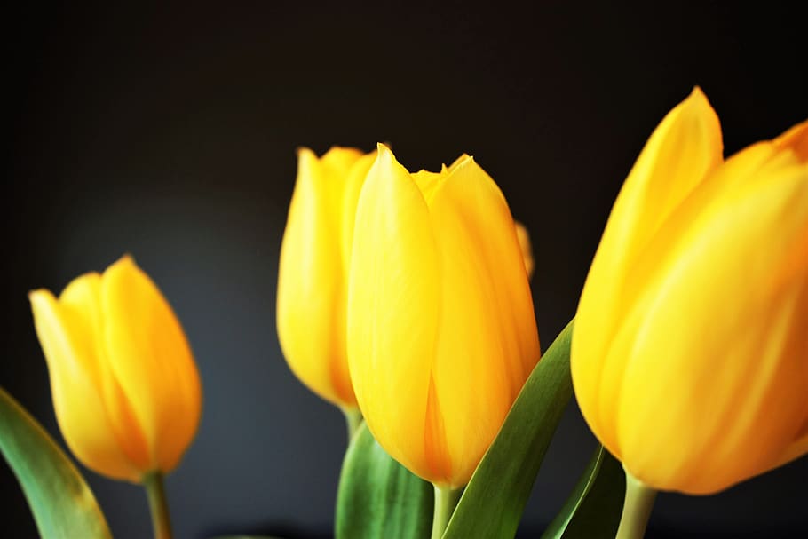 yellow, petal, flower, bloom, nature, plant, tulip, flowering plant, freshness, vulnerability
