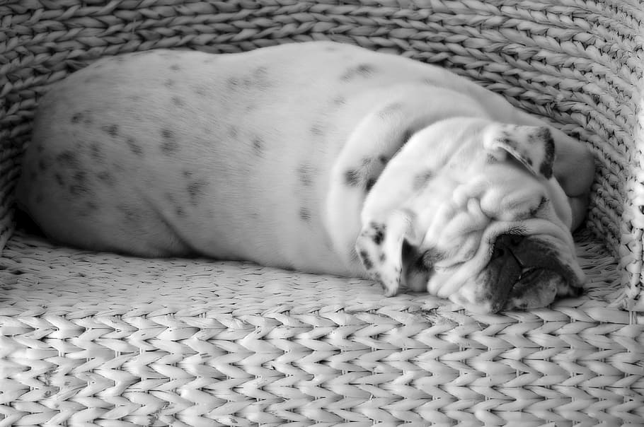 adult, white, black, english, bulldog, lying, woven, tub chair, dog, sleeping
