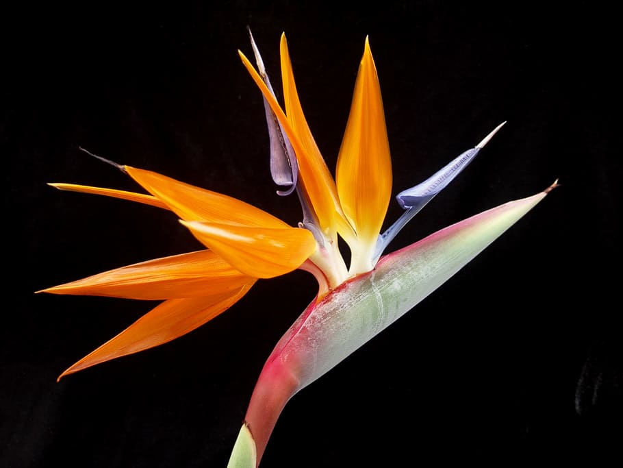 Orange, Red, Purple, Birds-of-paradise Flower, Bird Of Paradise, Flower 