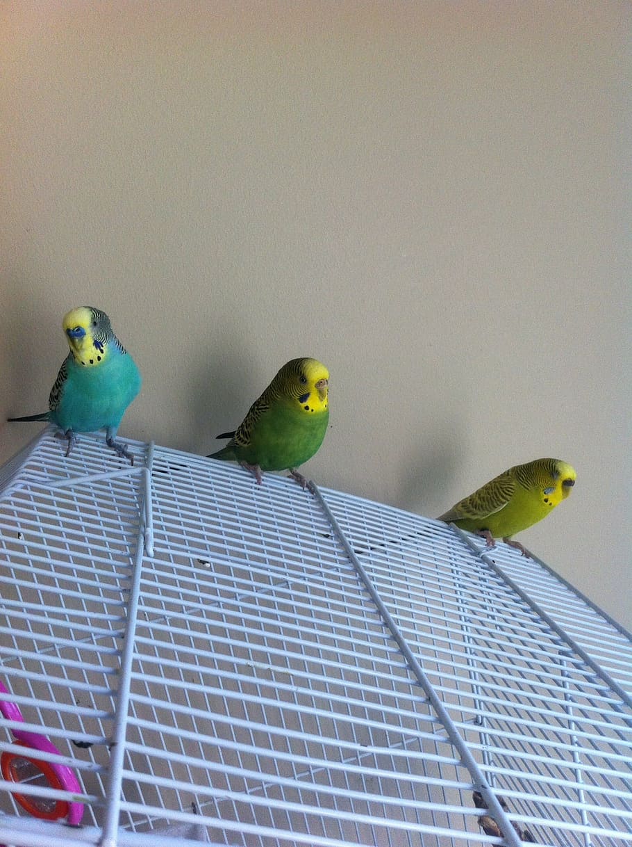 parakeets, cute, male, female, green, yellow, budgie, budgerigar, cage, pet