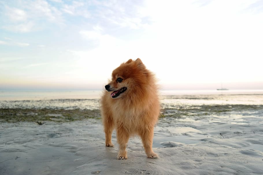 anjing, pomeranian, pantai, jenis anjing, kecil, halus, kesayangan, satu hewan, mamalia, hewan peliharaan