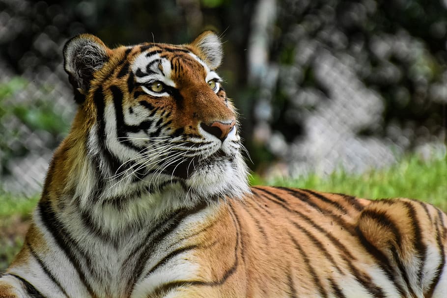 tigre, gato grande, predador, gato selvagem, perigoso, jardim zoológico, animais, gato, natureza, jardim de infância