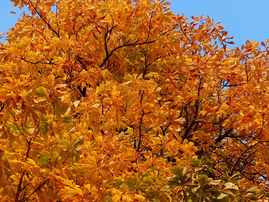 Fall, Leaves, Gold, Autumn Colours, Tree, fall leaves, chestnut, chestnut tree, back light, autumn