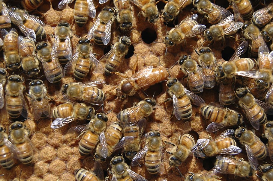 fotografía de primer plano, abejas, miel de abeja, abeja reina, colmena, cría, abeja, reina, apicultura, colmenar
