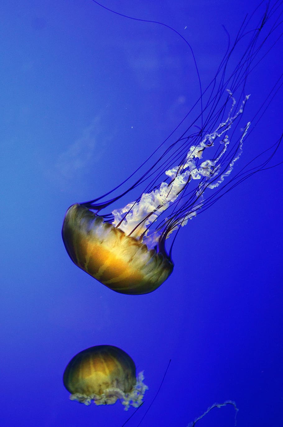 jelly fish, jellyfish, sea, fish, jelly, water, ocean, underwater, marine, life