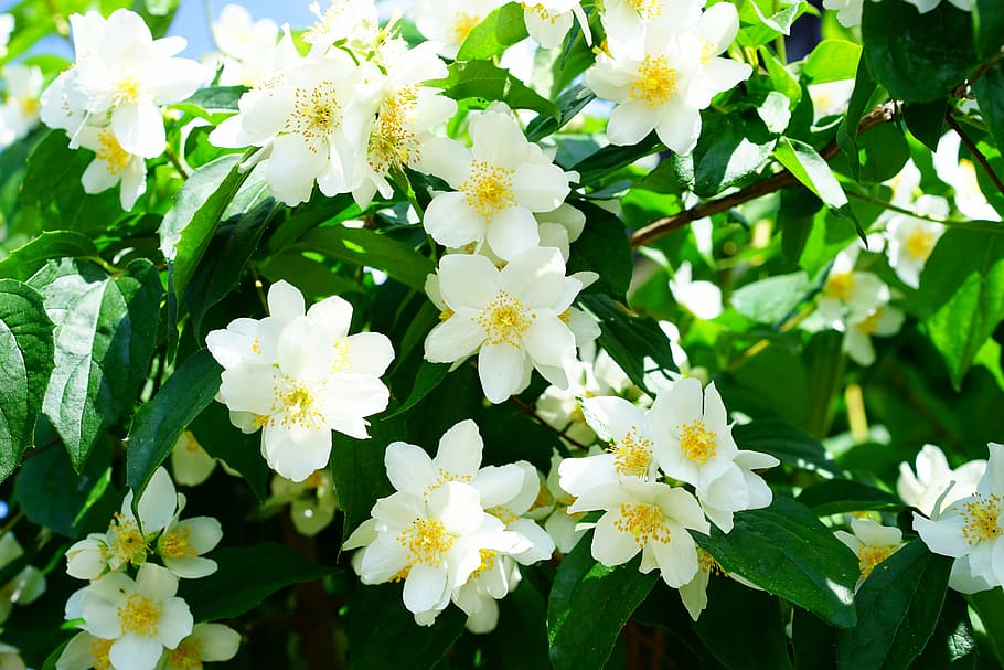 white, yellow, cluster flowers, closeup, photography, daytime, mock orange, jasmin, flowers, european whistle shrub
