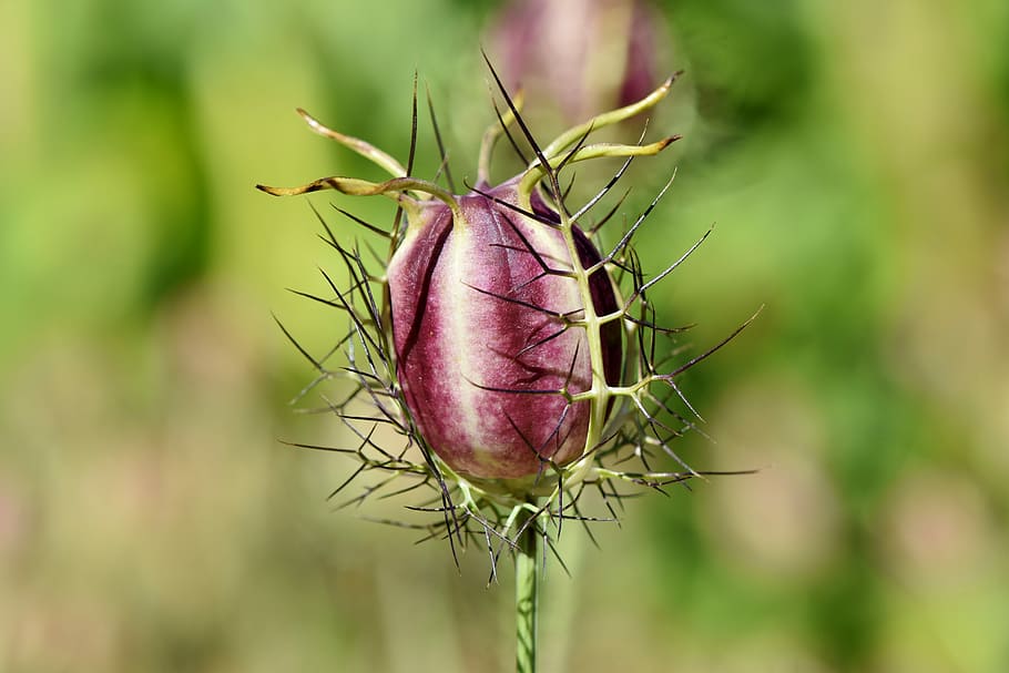 close-up photo, sea holly flower bud, virgin in the green, gretchen in the bush, black cumin, venus hairy, hahnenfußgewächs, boll, bride-to-be in the hair, plant