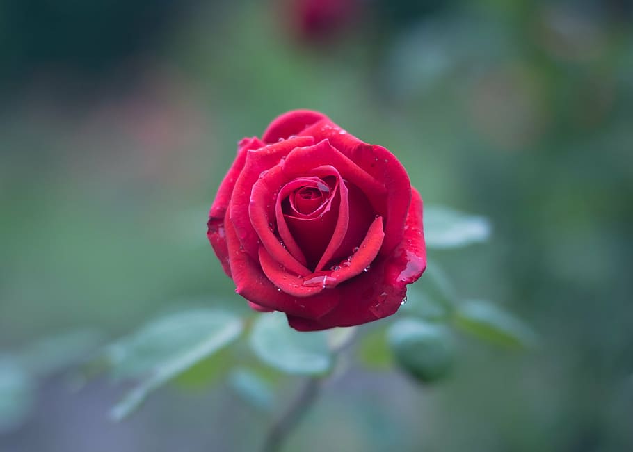 red, rose, tilt-shift lens photography, selective, focus, petal, flower, bloom, plant, nature