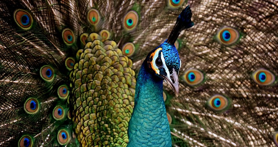 busto de pavo real, pavo real, hermoso, colorido, pájaro, macho, color, orgullo, Temas de animales, animal