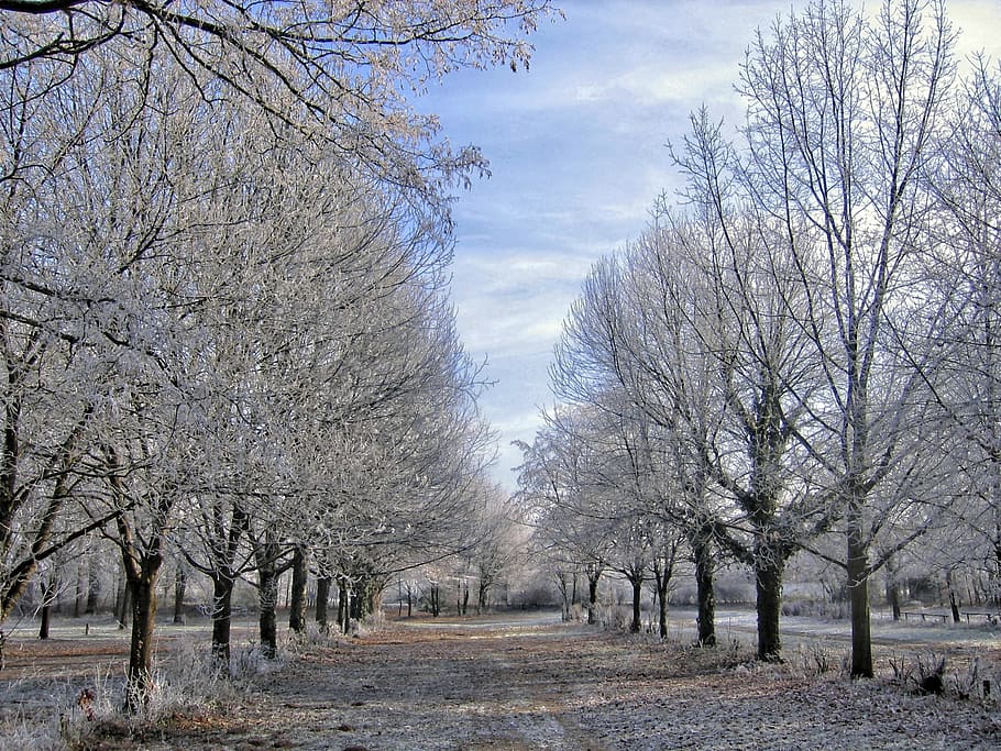 gris, árboles de hoja, durante el día, invierno, árboles, hielo, nieve, escarcha, frío, avenida