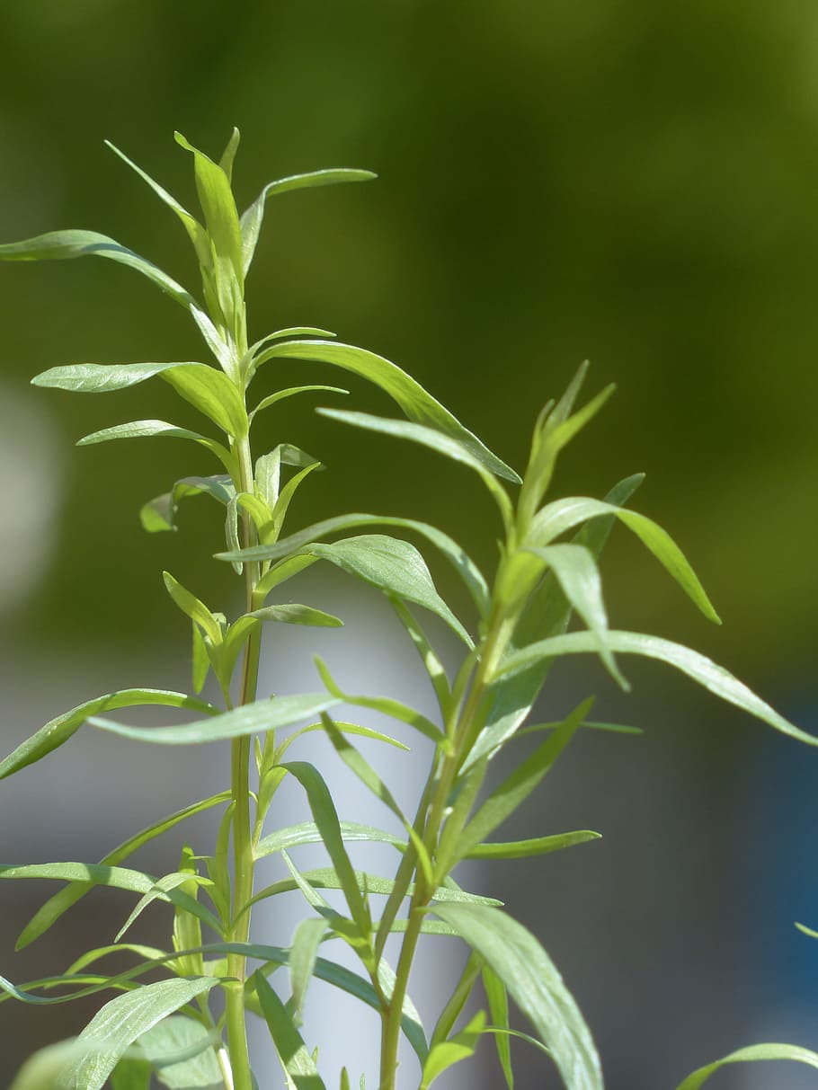 selective, focus photo, green, Tarragon, Plant, Kitchen, Herb, kitchen herb, leaves, stalk