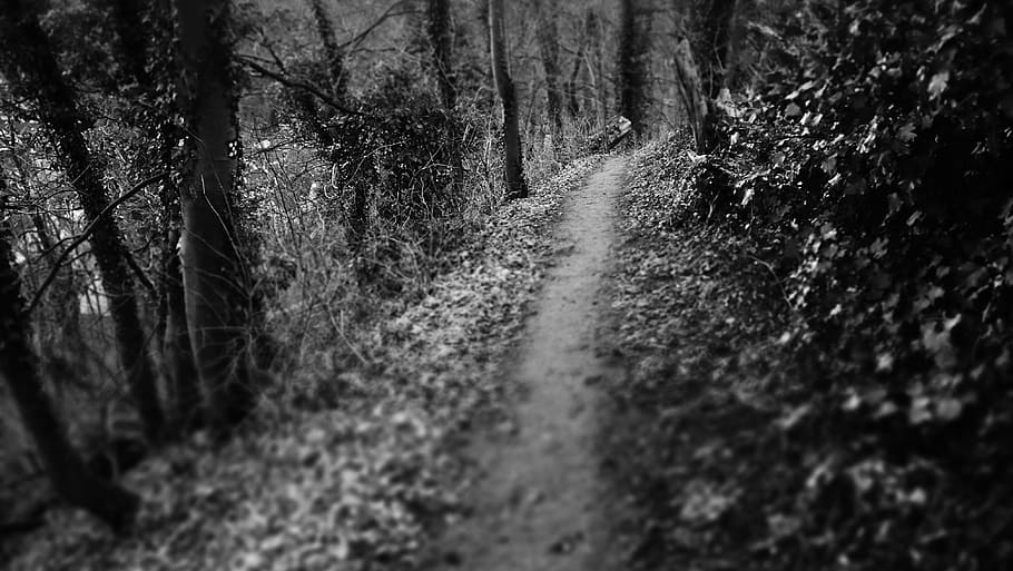 grayscale photo, pathway, surrounded, plants, dark path, path, woods, mysterious, mysterious path, eerie